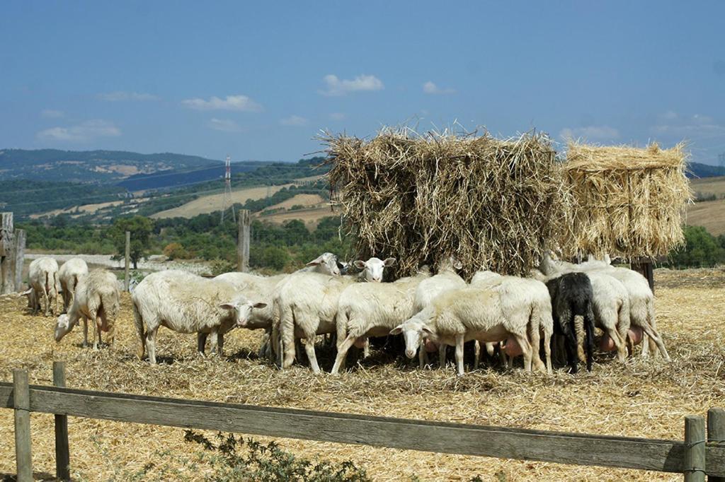 Casa di campagna Poggio Alle Calle *