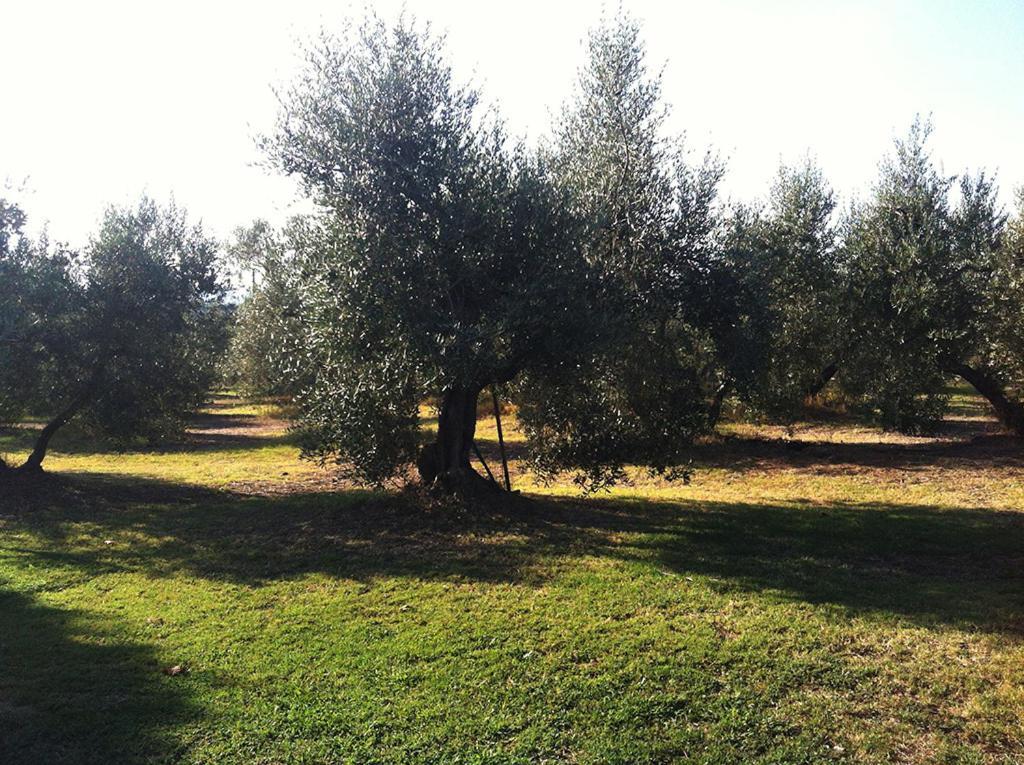 Poggio Alle Calle